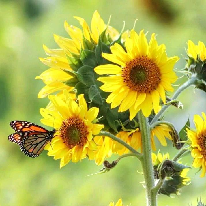 神钢变频压缩机，魏文臣:大连博驰