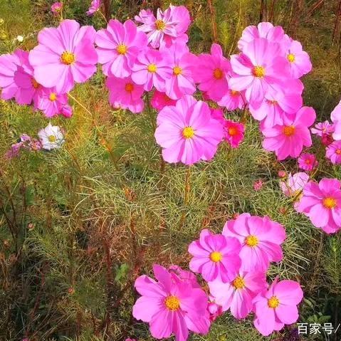 ˵¯͒花开花落花满天〰¯͒˵)