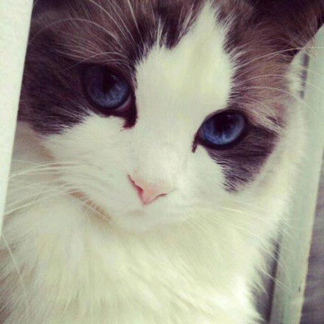 流年色猪