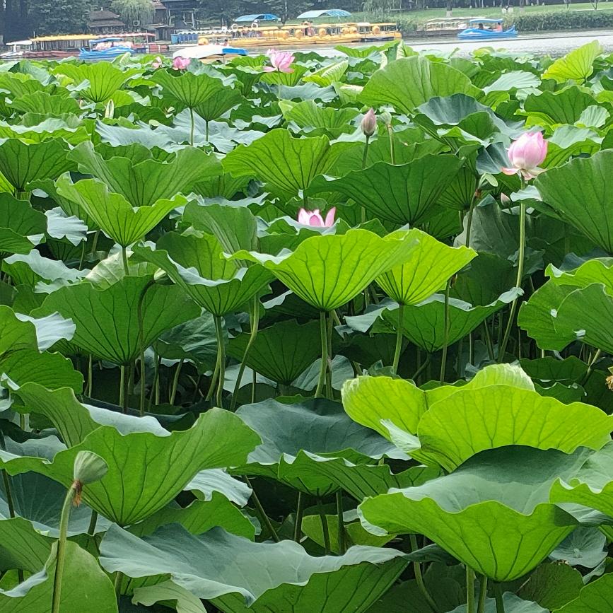 塞北热爱丝