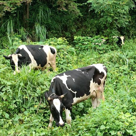 三江福山农场:牛奶