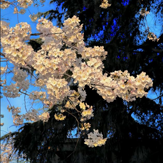 如果你也听周杰伦.