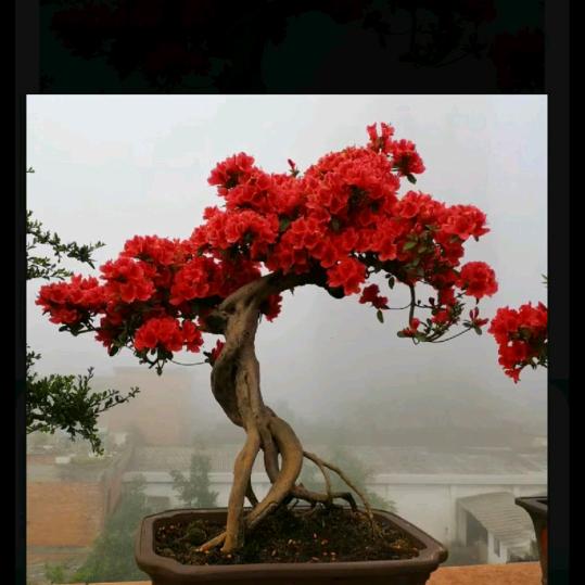 罗锐龙里桩艺优品小铺