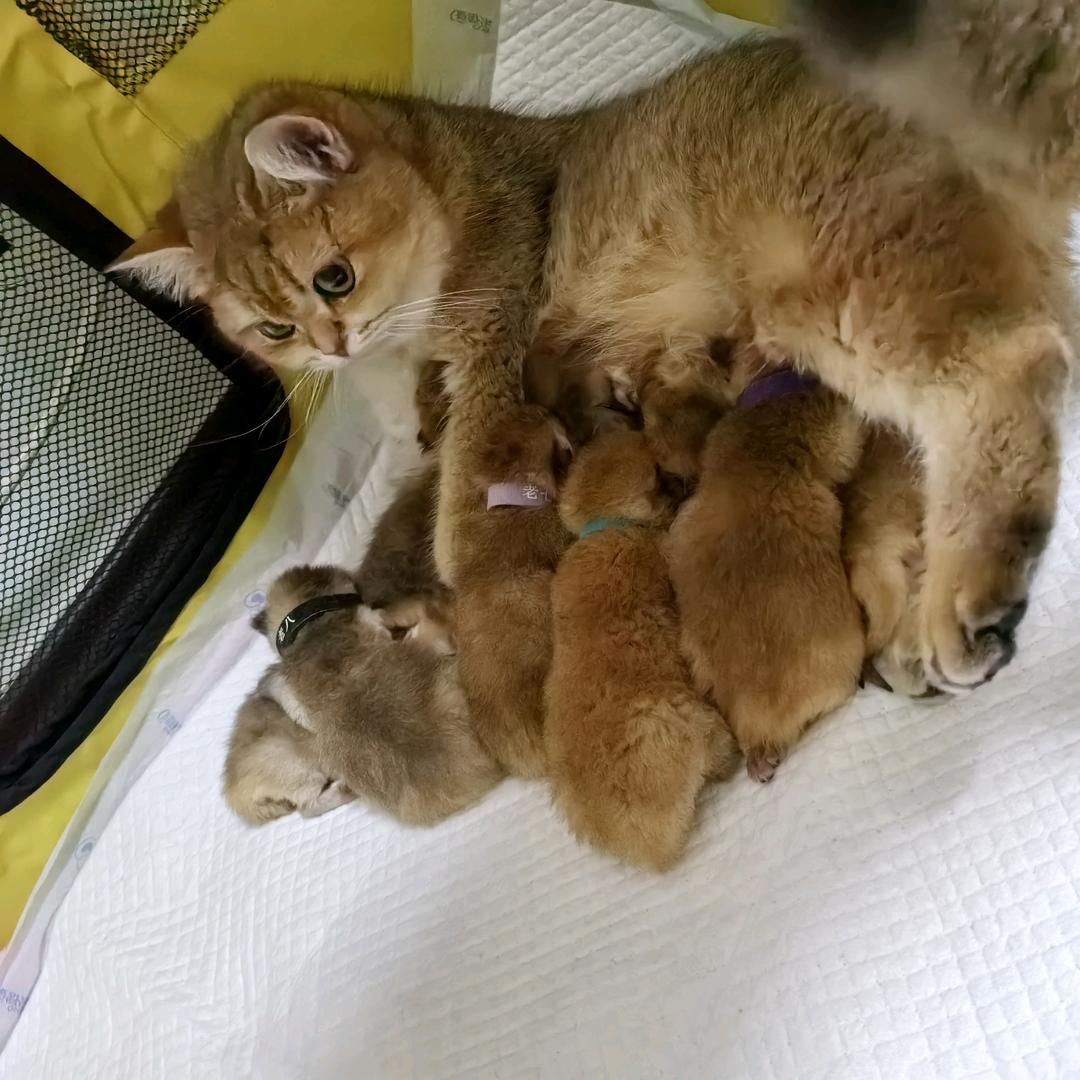 老六😼