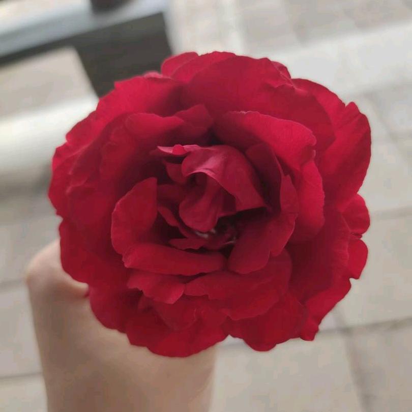 未来可期而不可遇