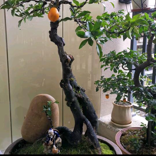 幽默哥