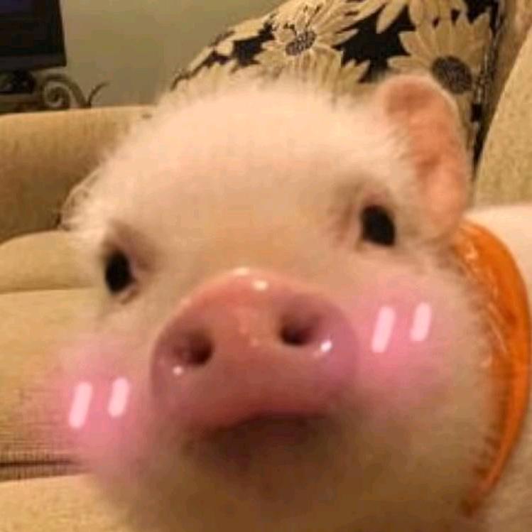 •🐽•