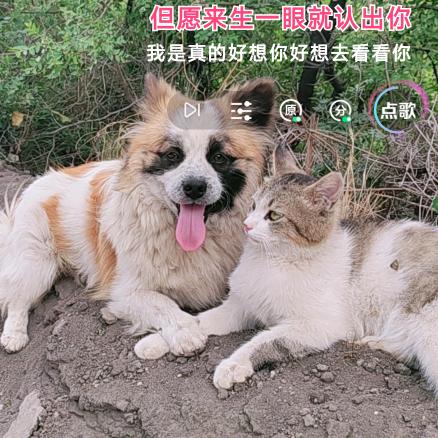一粒尘埃豆豆