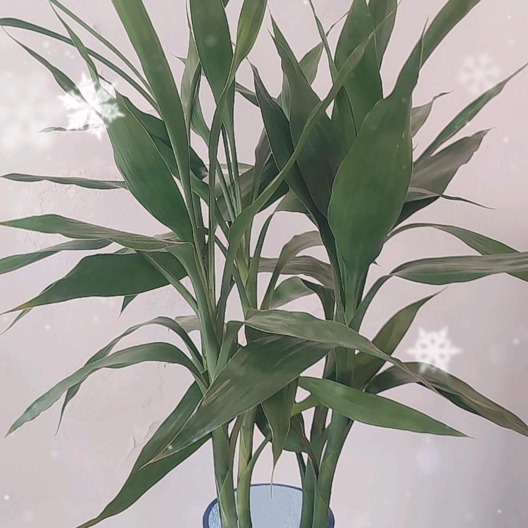 丰