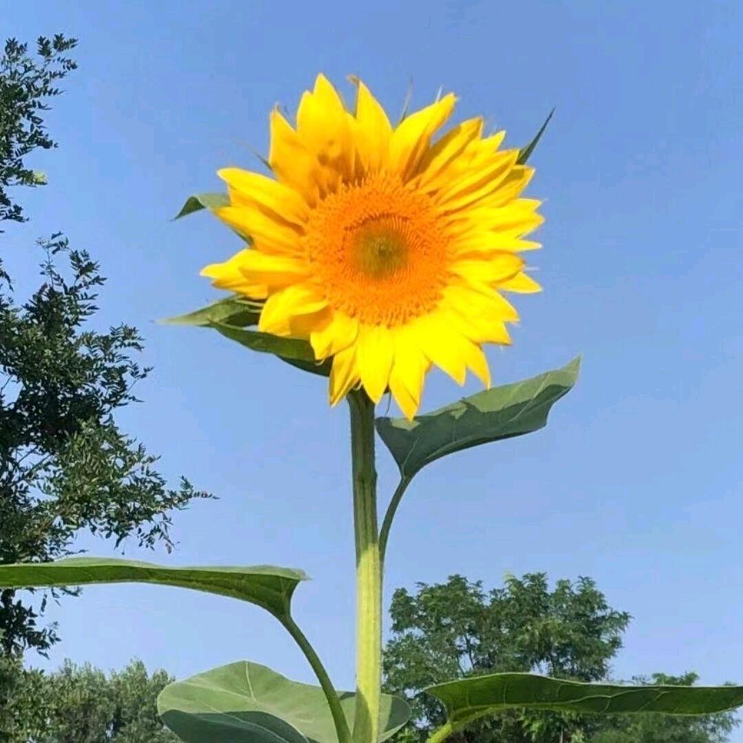 翻斗花园小帅🏸