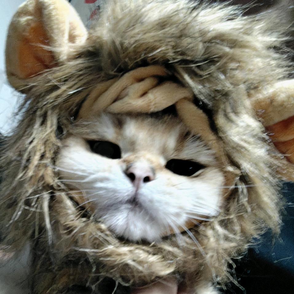 鱼丸（在家摆烂版）