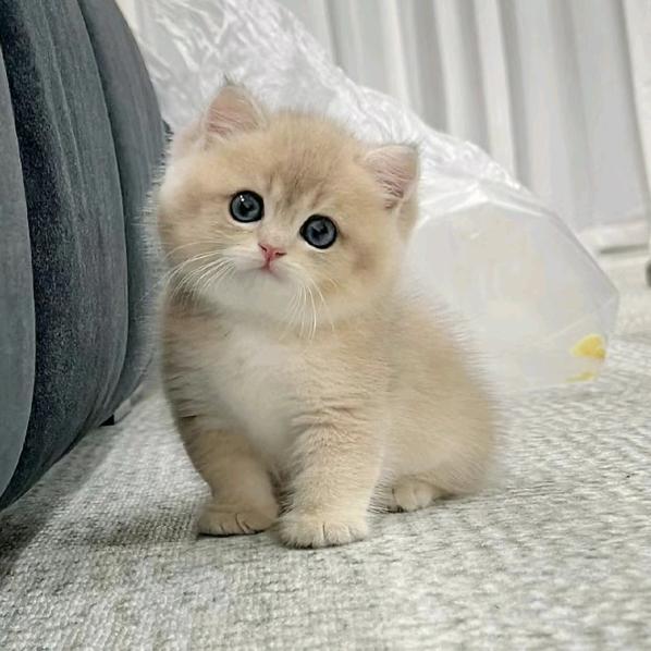 碎碎叔