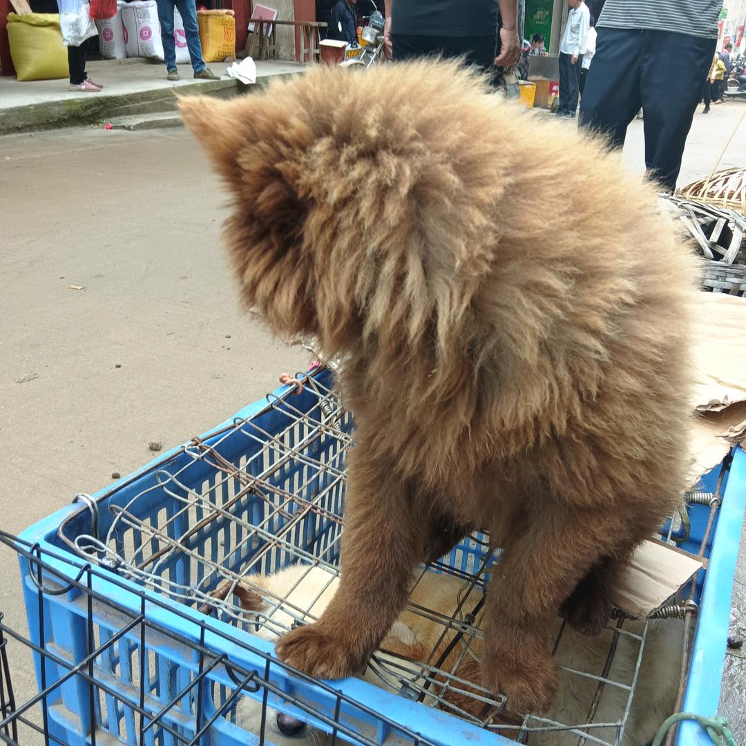 狗批发零售