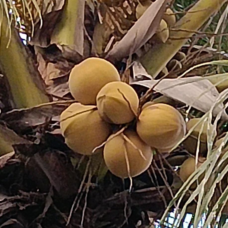 柠檬🍋不酸