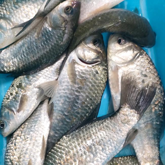 大余钓小魚