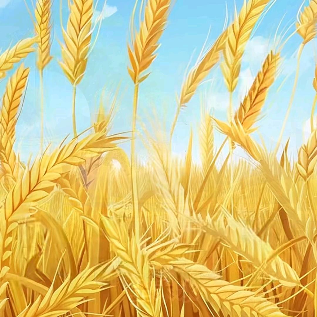 努力生活。🌾