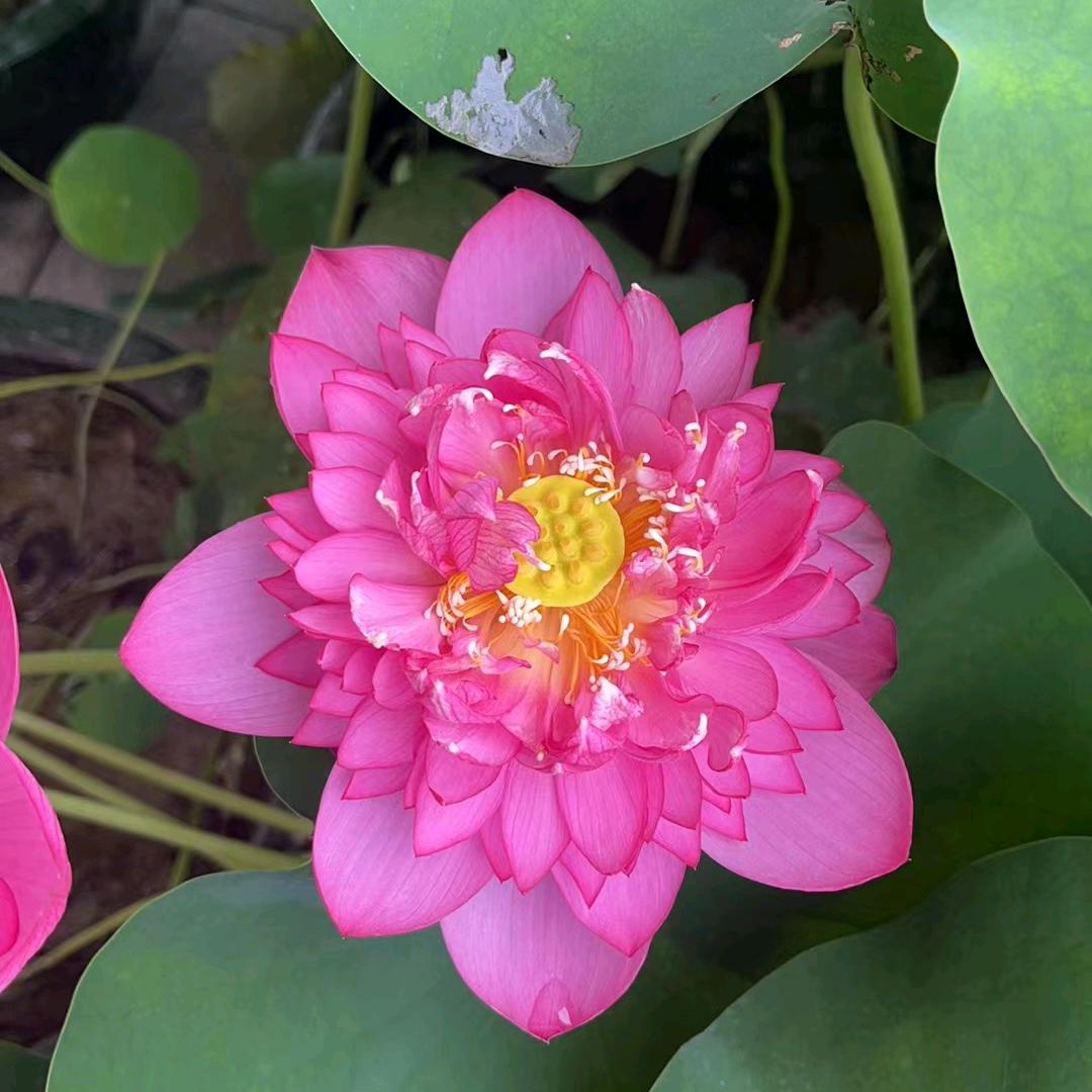 ♡＾▽＾♡燕昵*♡