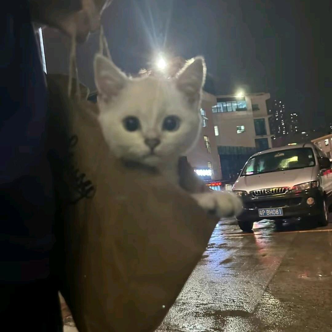 在云端的猫
