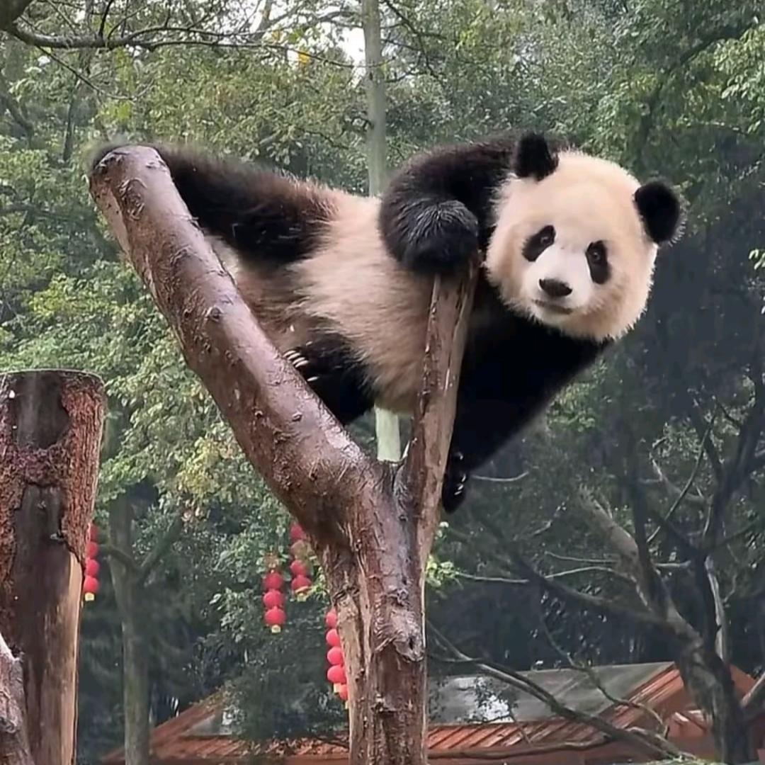 雀食歪