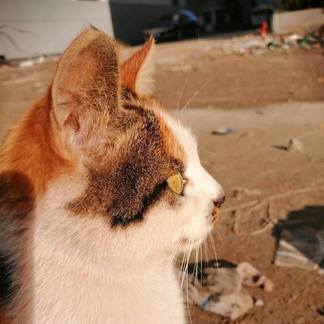 『葑 鎖 莪 釔 笙』