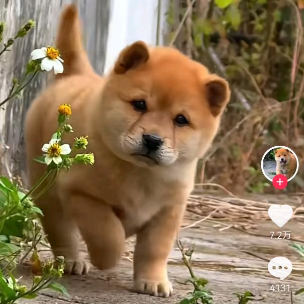 来福（中华田园犬）