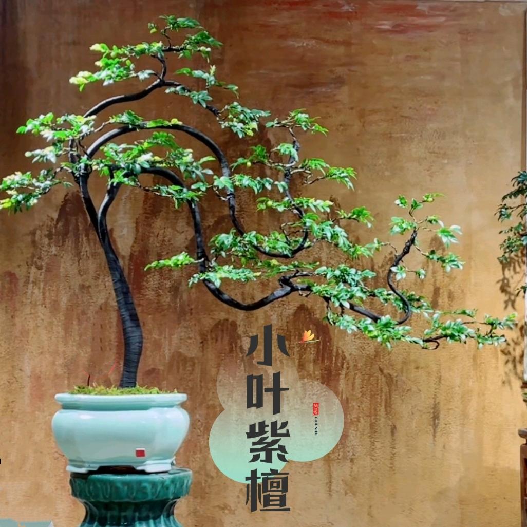 彩迪森林