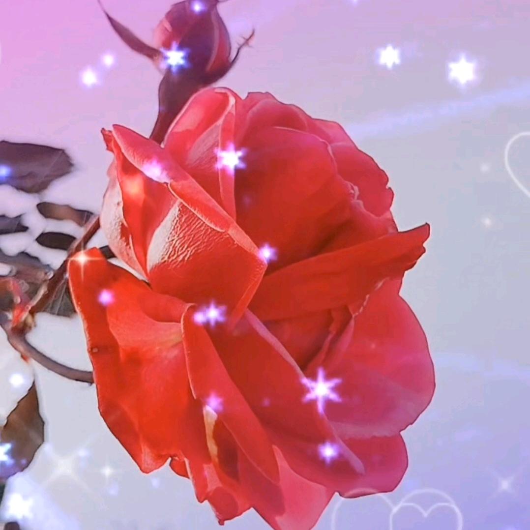 🌹沉🌹香🌙🌹🌙🌹🌹🌹