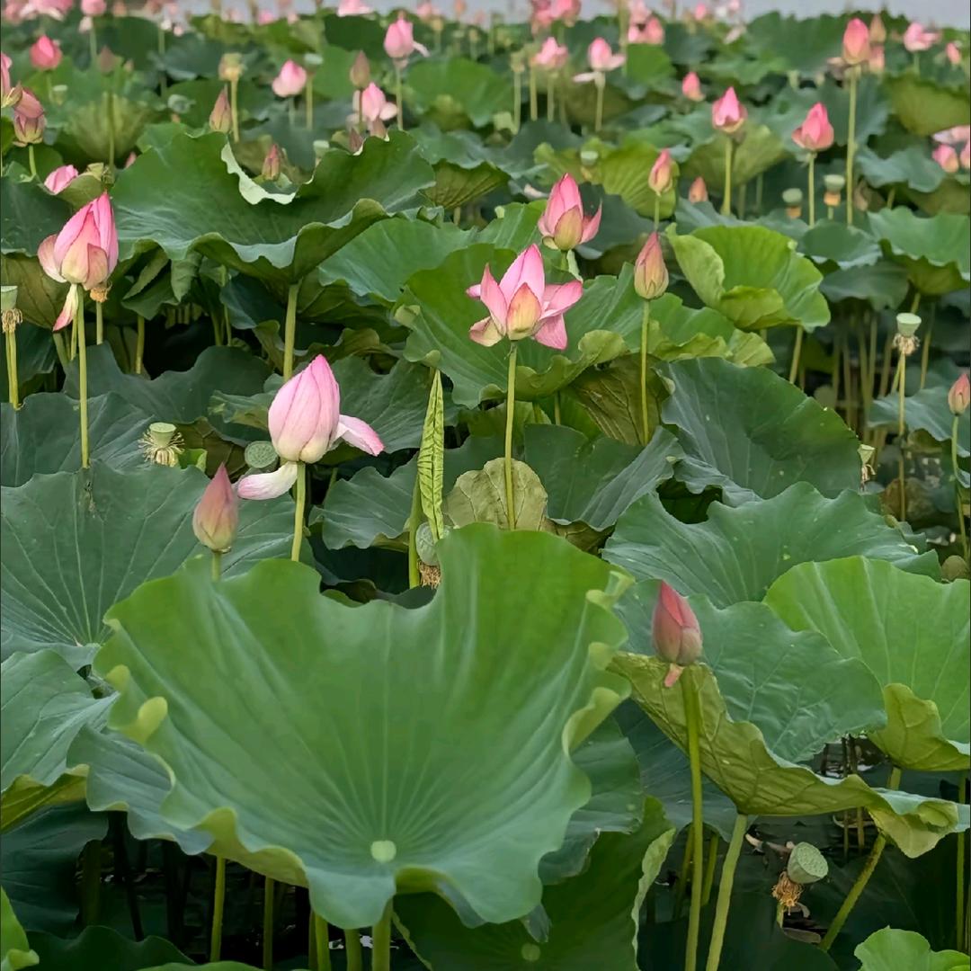 林芝鸟