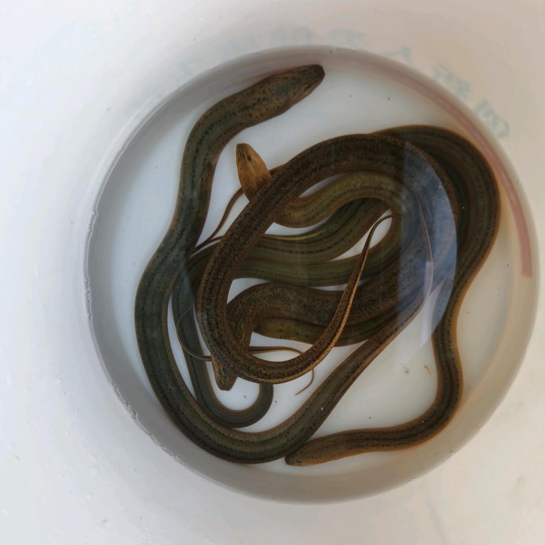 泓哥夹鳝鱼（记录生活）