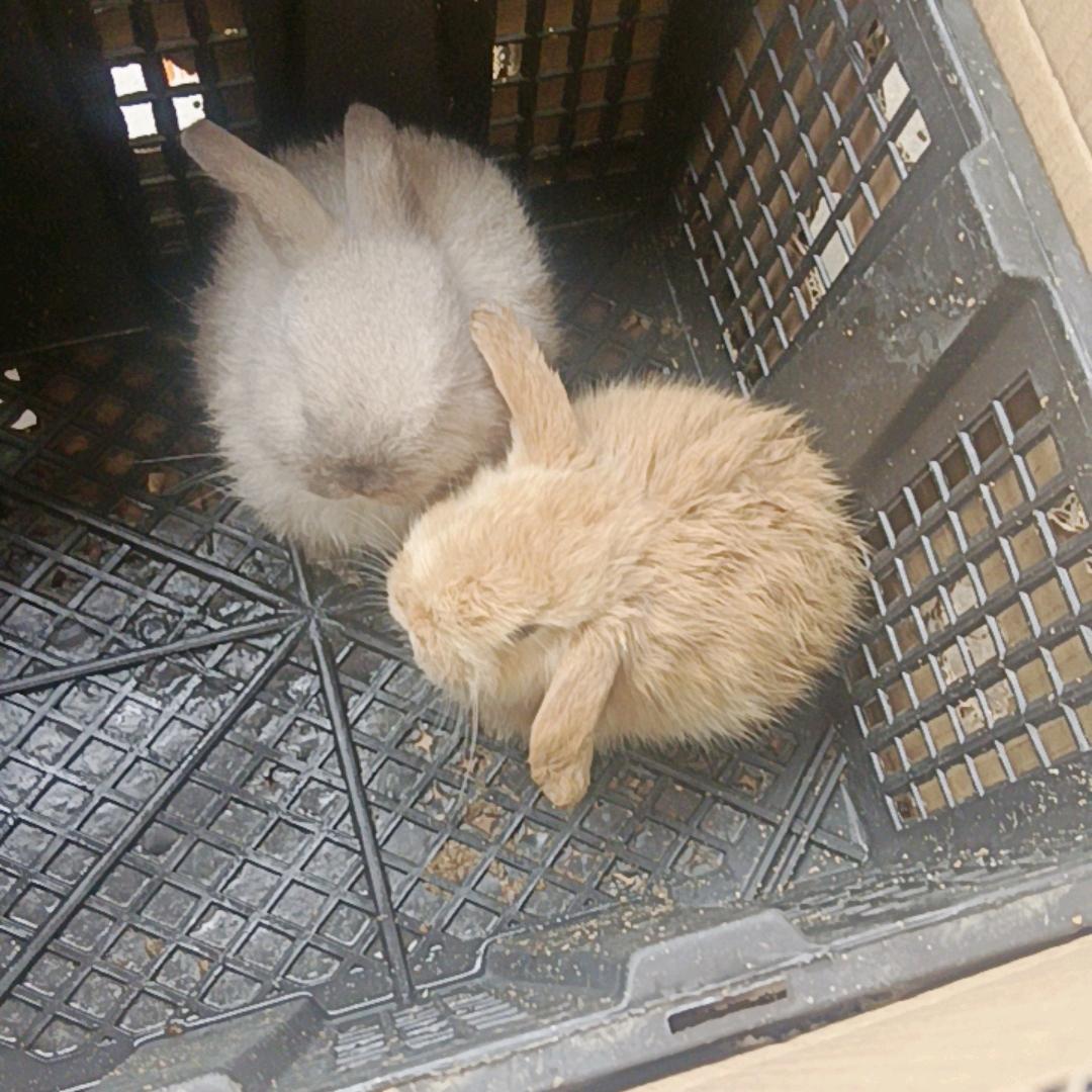 🐰兔子🐰