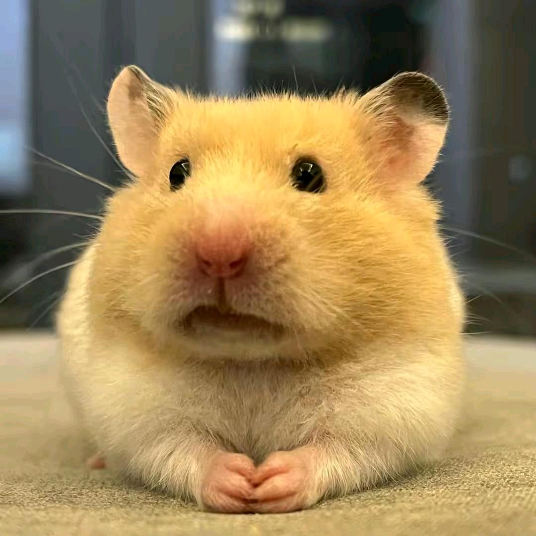 阿鼠