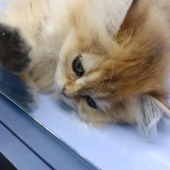 姜小小✨