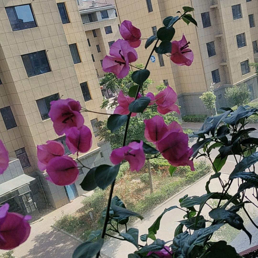 请看我漂亮的坚持