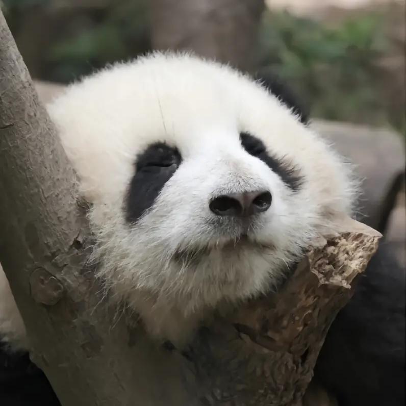 炎炎搞笑配音