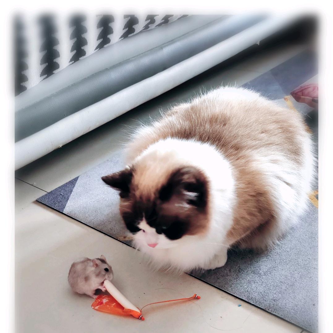 它叫小仙女～～