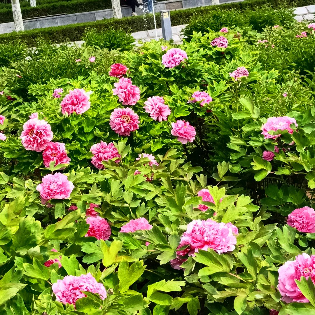 冬去春来
