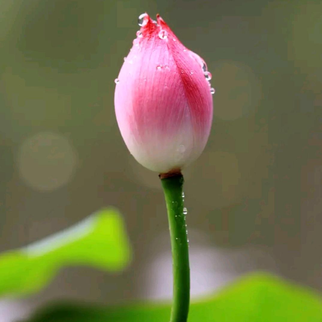 明月