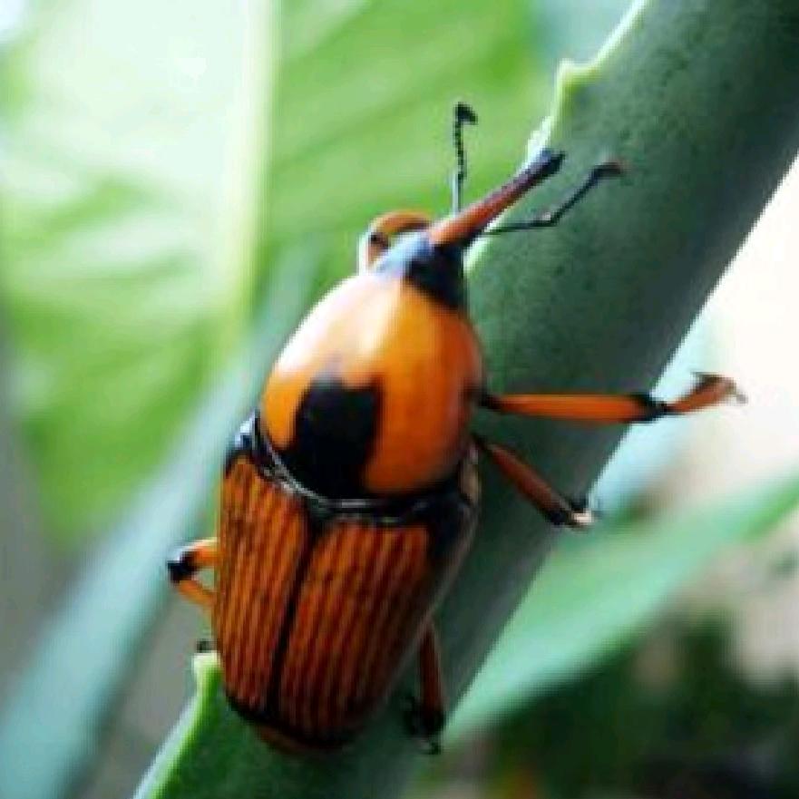 老王竹笋虫养殖