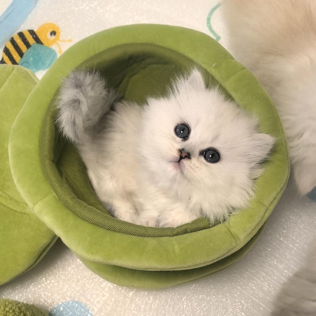 小妈猫舍