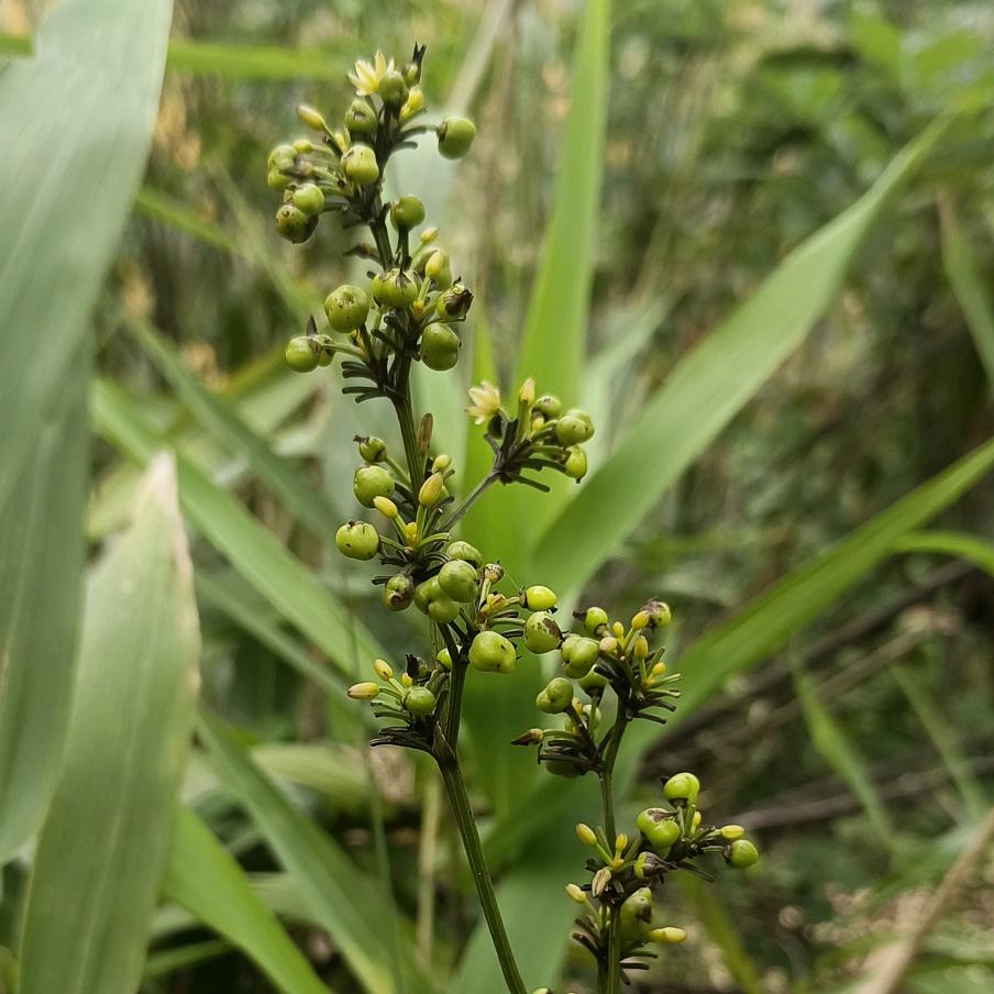 ℳঞ🍒小米周꧔ꦿ້໌ᮨ࿐十拿九穩