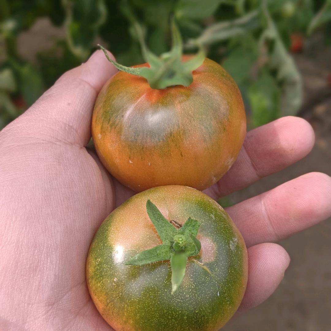 骁润采摘园&坤坤