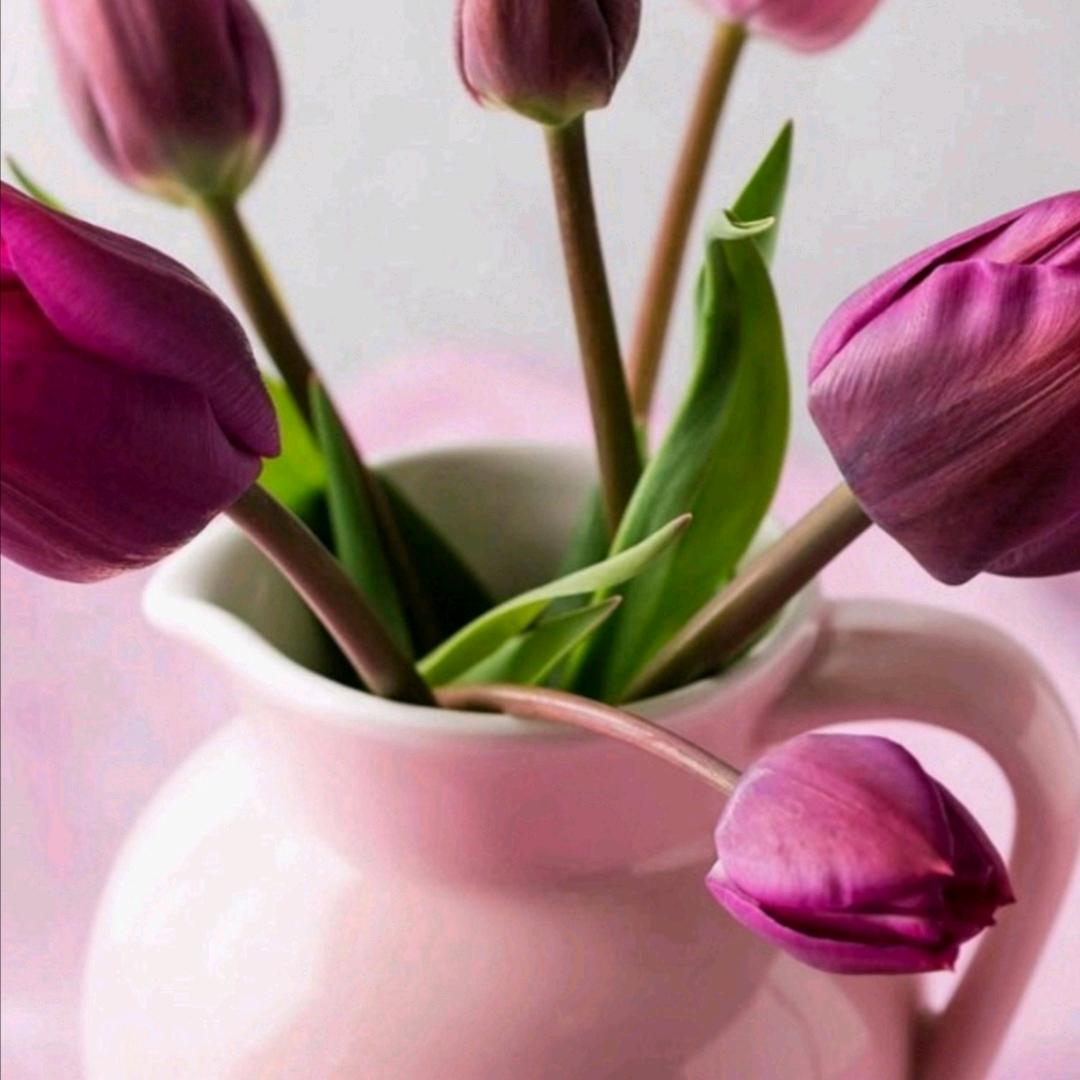 鸽子（郭村嘻哈鼓舞团）