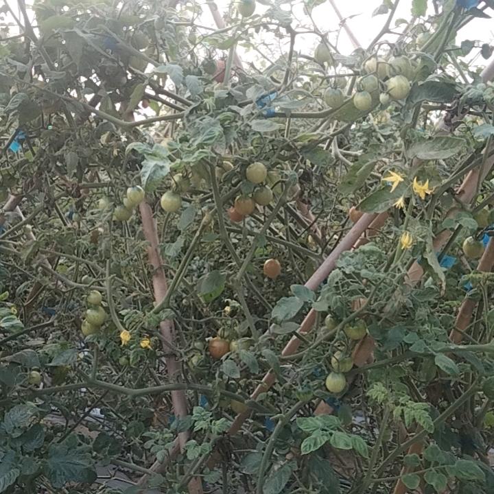 真实情感