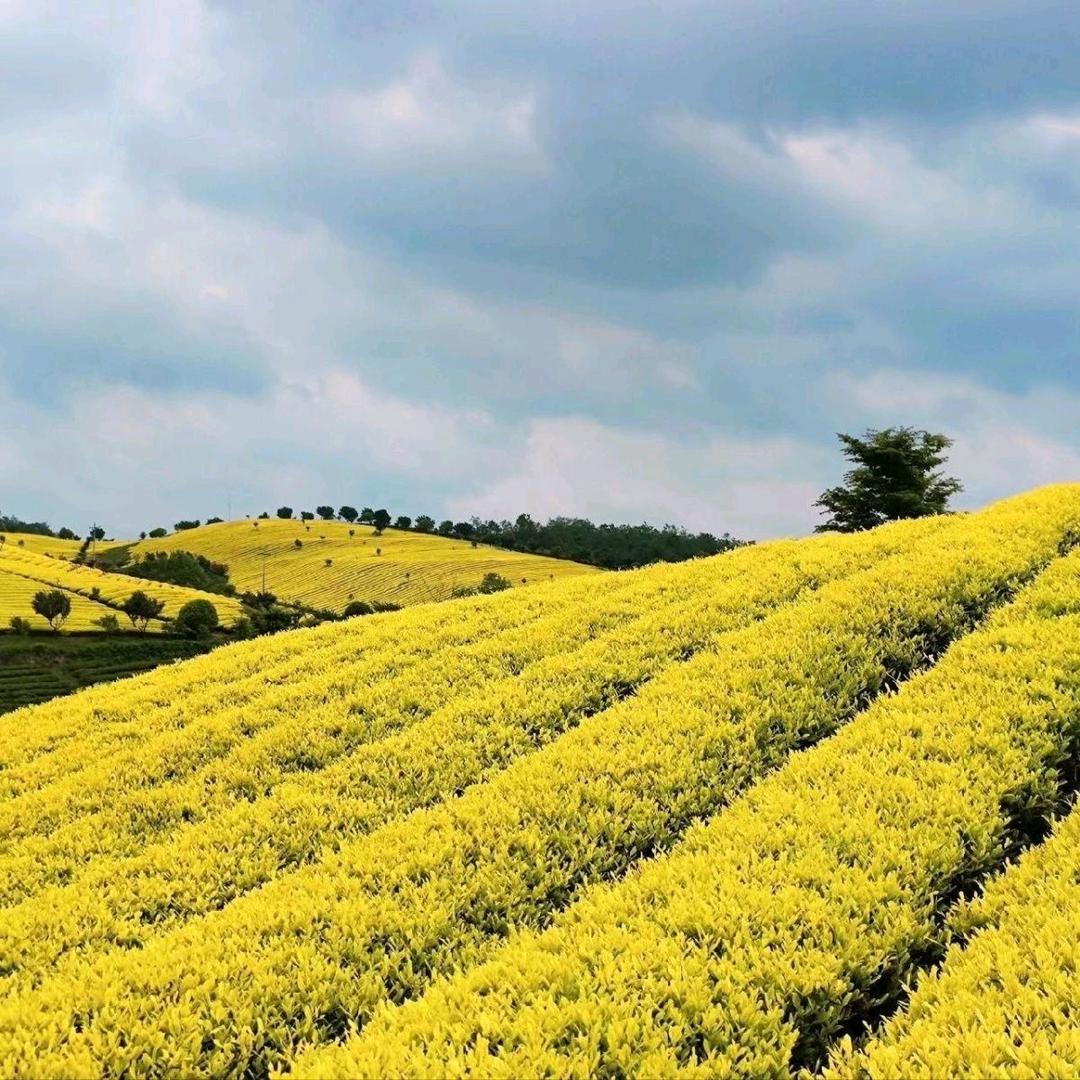 茶之缘【小肖】茶叶