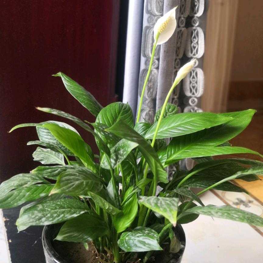 鲲鹏⊙展翅