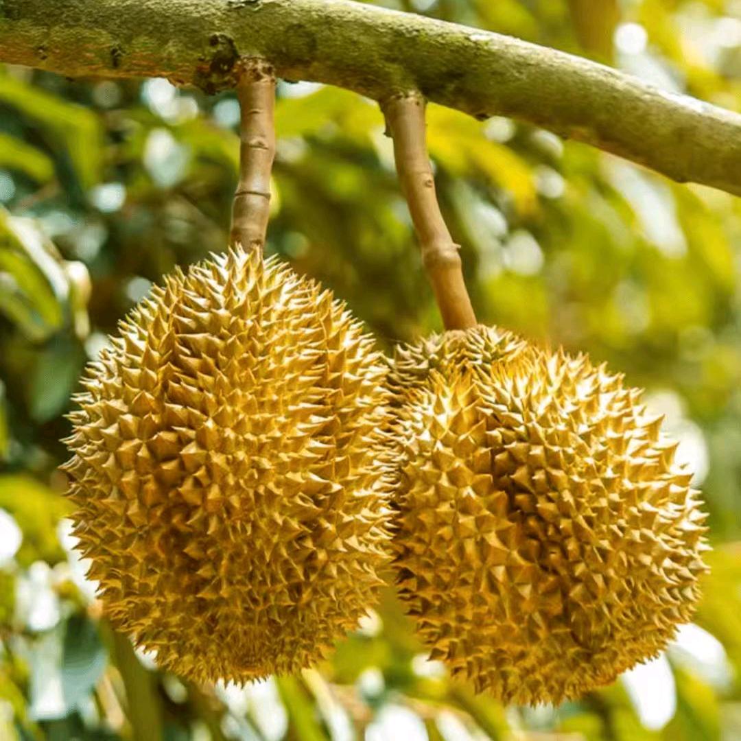 大素榴莲