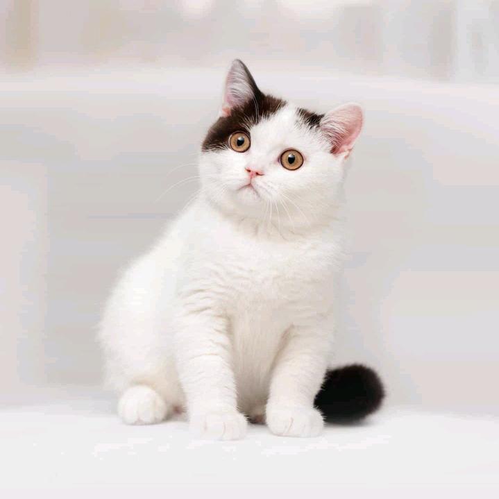 ☾⋆꯭᭄松ึູ♡̶柏ꦿོ࿐