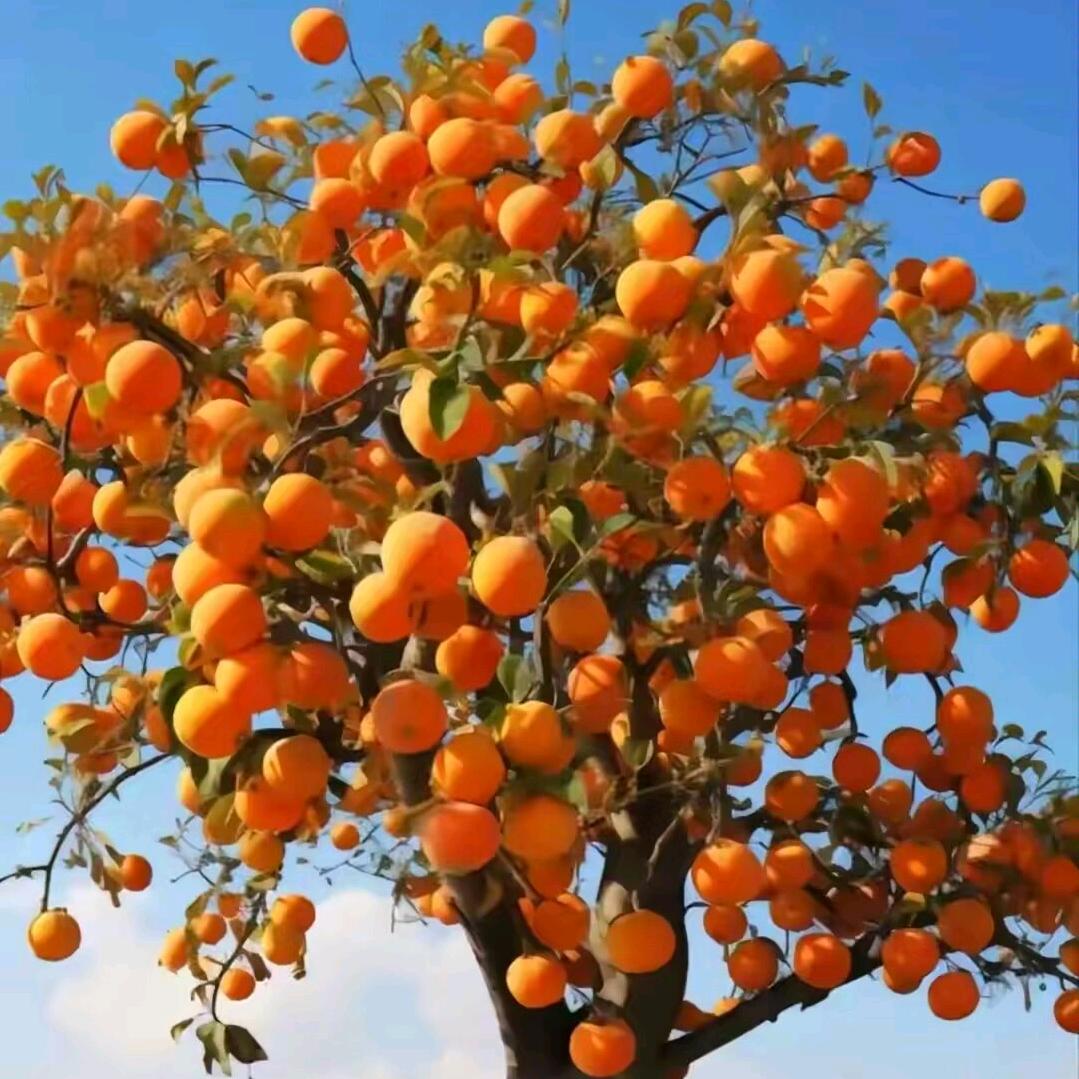 🌺柿💐柿🍀如🍁意🌹