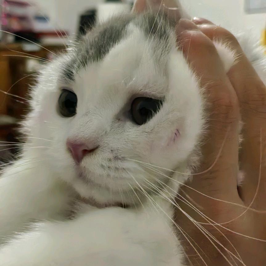 蛋蛋圈圈