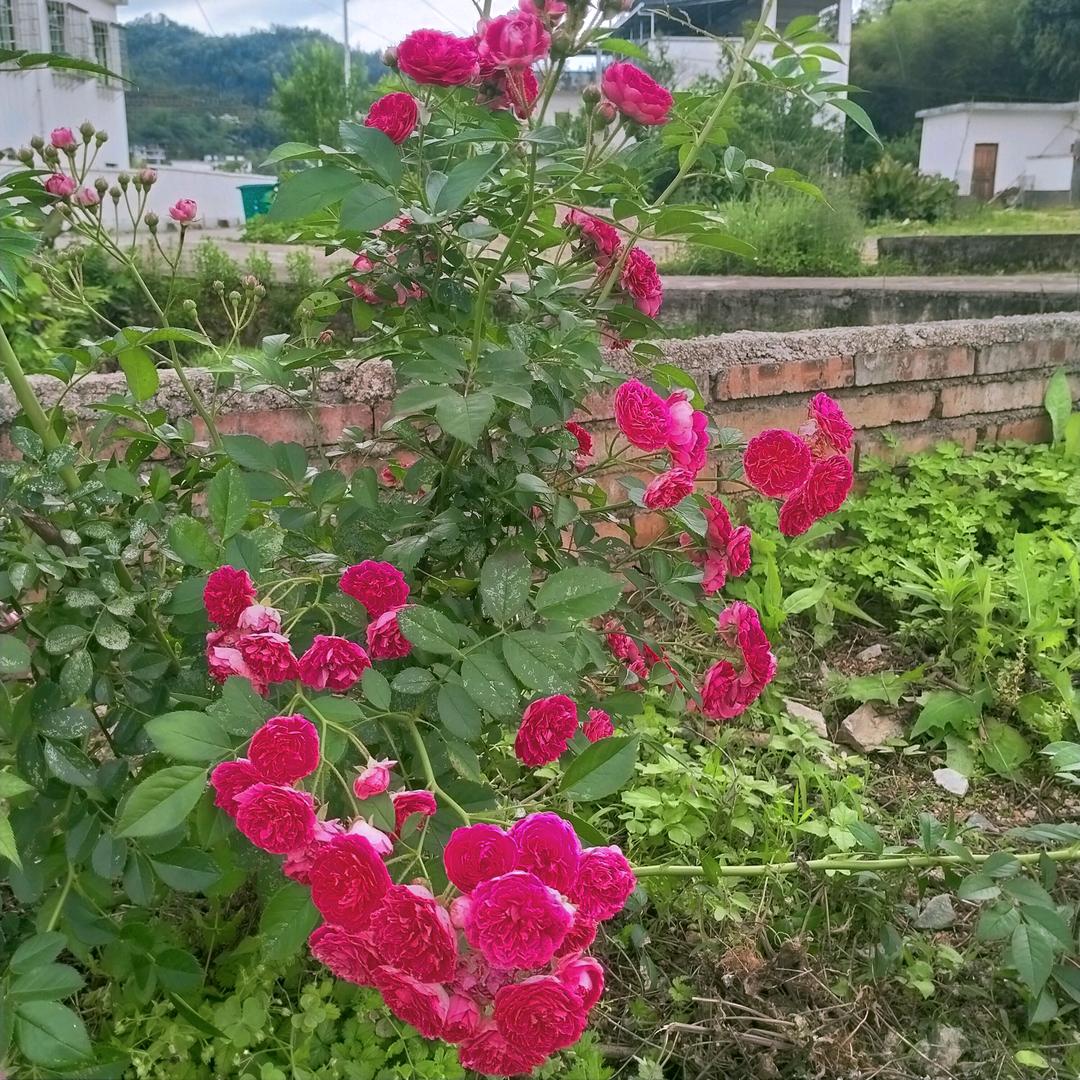 百川.